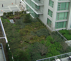 Victoria BC Marriott green roof