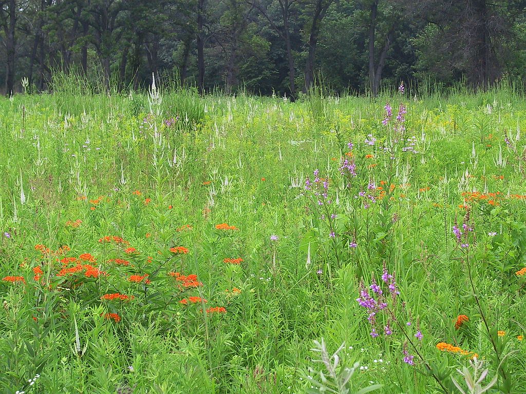 Ojibway Park wild flowers