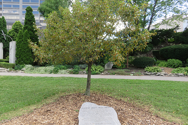 Ancient Jesuit Pear Trees