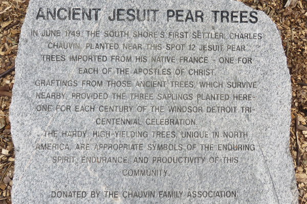 Ancient Jesuit Pear Trees