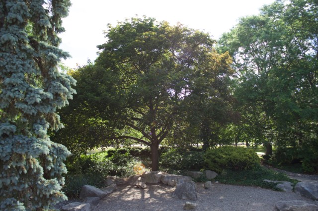 Queen Elizabeth II Dedicated Tree