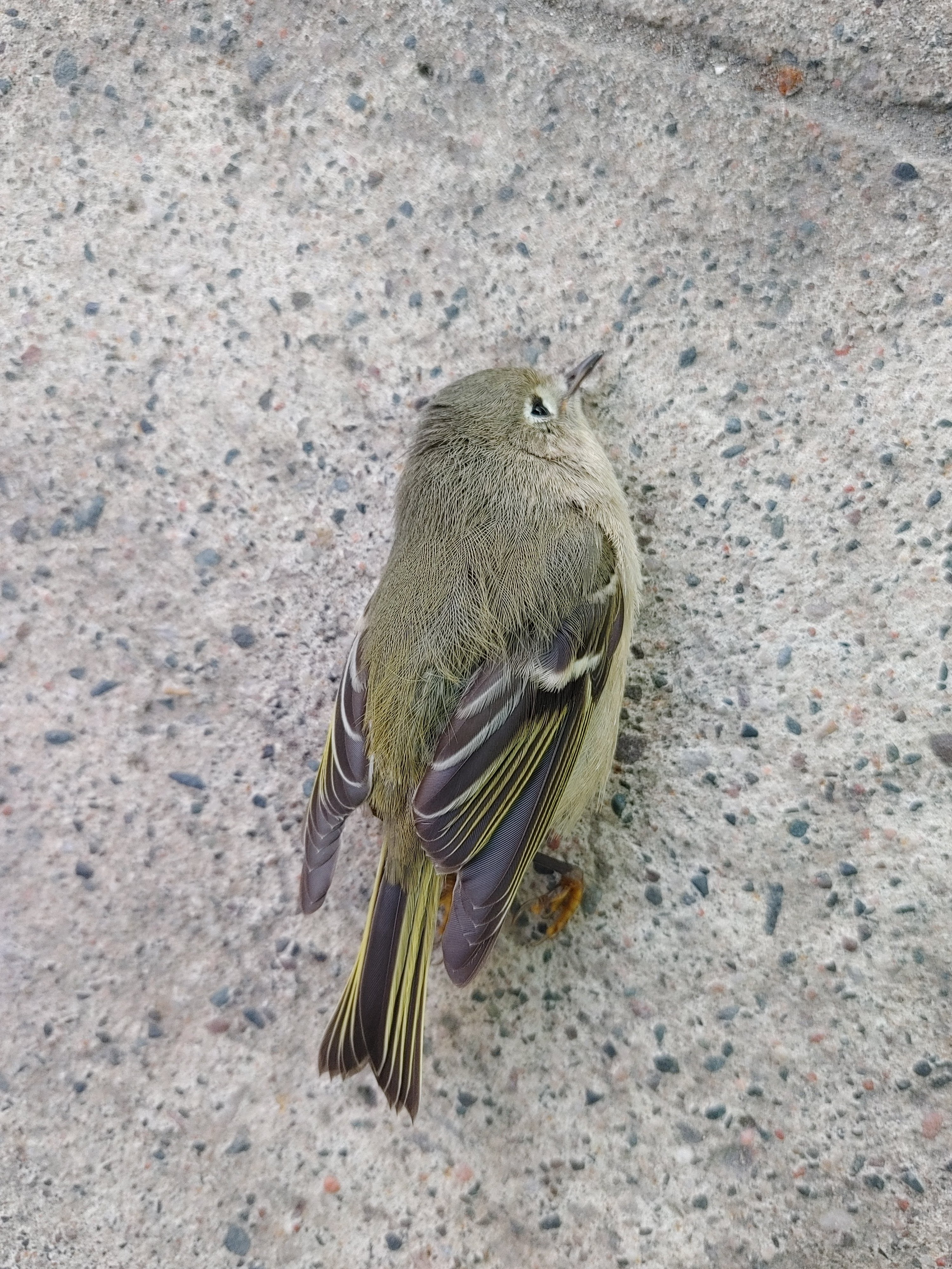 Injured bird caused by a window collision