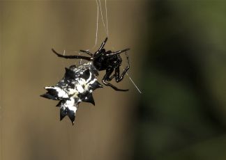 Spined Micrathena photo by Paul D. Pratt