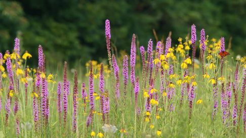 Tallgrass prairie photo by Paul D. Pratt