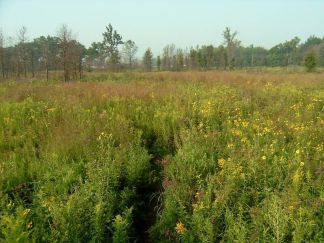 Photo of prairie eighteen weeks post burn photo by Kristen Fawdry