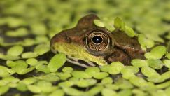Green Frog photo by Tom Preney