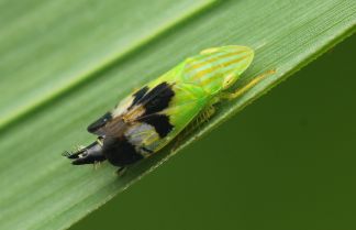 Neohecalus magnificus photo by Tom Preney