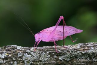 Oblong-winged katydid photo by Tom Preney
