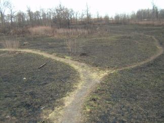 Photo of prairie one week post burn photo by Kristen Fawdry