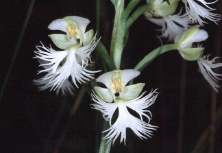 Eastern prairie fringed-orchid photo by Paul D. Pratt