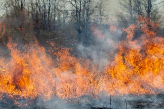 Prescribed burn Ojibway Prairie Provincial Nature Reserve photo by Paul D. Pratt