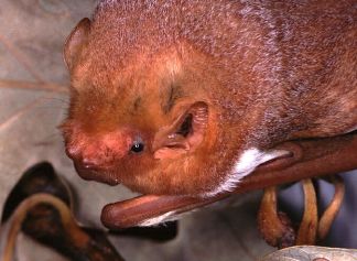 Red Bat photo by Paul D. Pratt