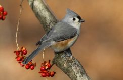 Tufted titmouse photo by Tom Preney