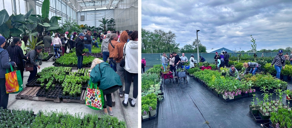Annual Paul Martin Perennial Plant Sale Greenhouse-Outside Annual Paul Martin Perennial Plant Sale greenhouse and yard